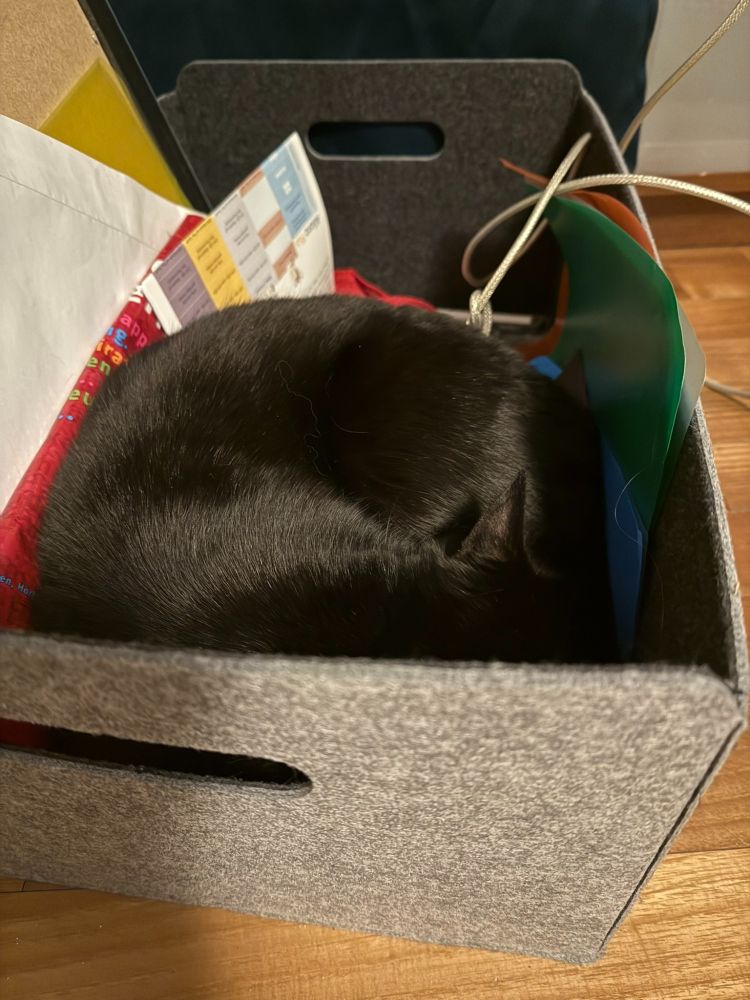 Black cat, sleeping in a grey box filled with random stuff