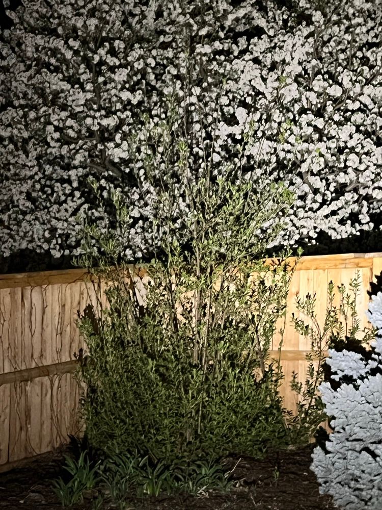 A color photo taken at night of a flowering pear tree in the background behind a fence with a bush in front. 