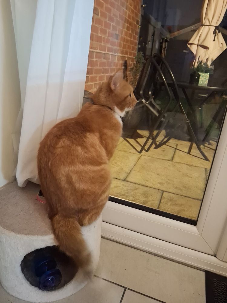 Scarey cat 🐈 ginger boy. Watching fireworks.  November 5th Bonfire night. 