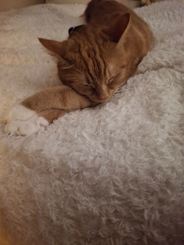 Ginger cat sleeping with his legs crossed on white fluffy blanket.. my bed. 
