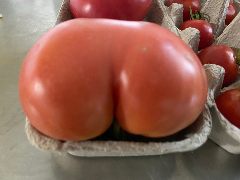 a shapely “mortgage lifter” heirloom tomato 