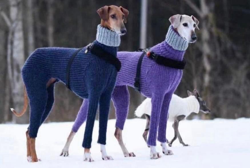 2 dogs dressed in turtlenecks