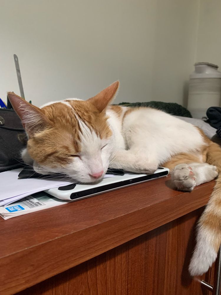 My cat Aslan sleeping