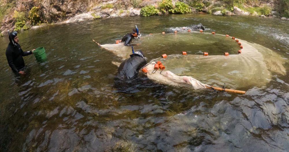 Klamath River dam removal brings hope for threatened salmon