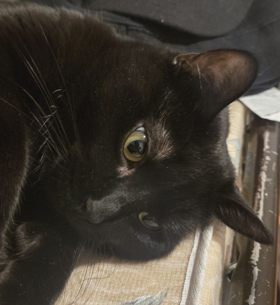 Chat noir de proche avec des yeux mignons