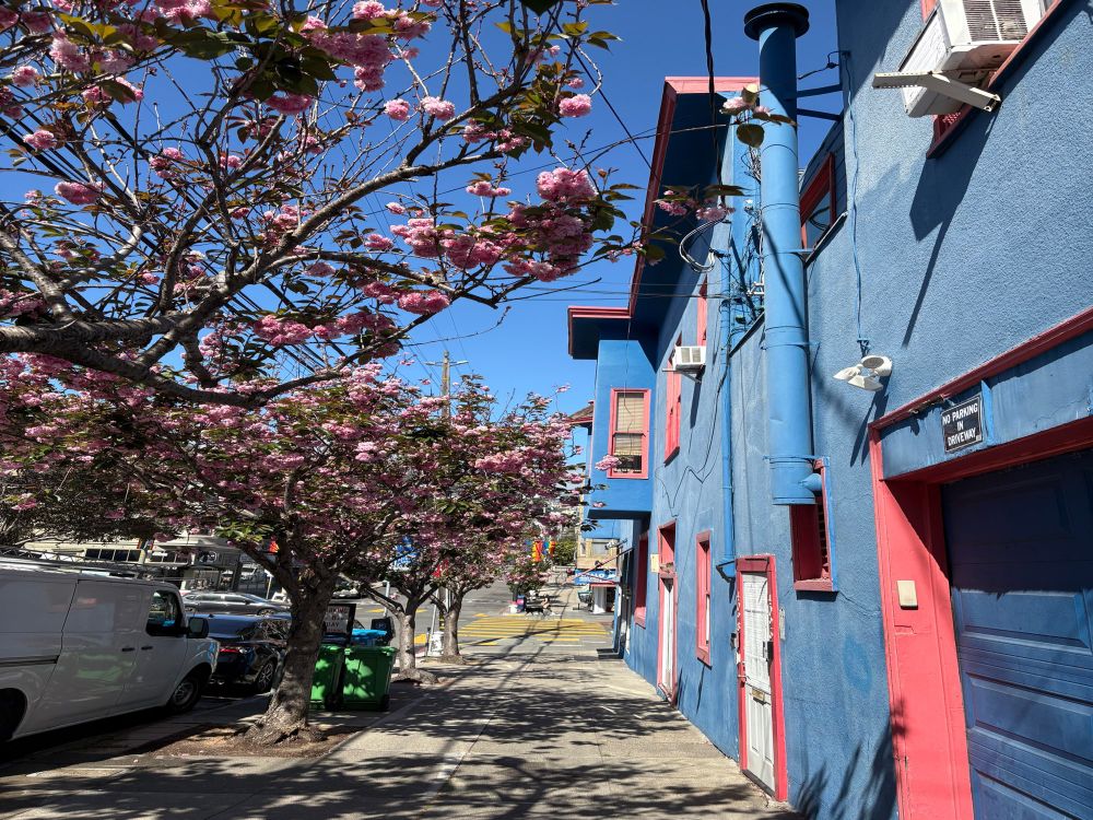 Blooming trees with pink flowers along the sidewalk next to blue buildings and clear, blue sky