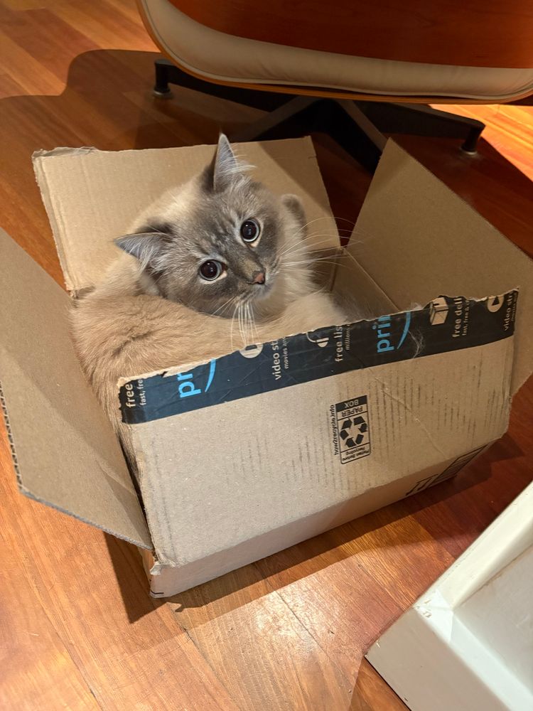 Siberian cat sitting in brown box