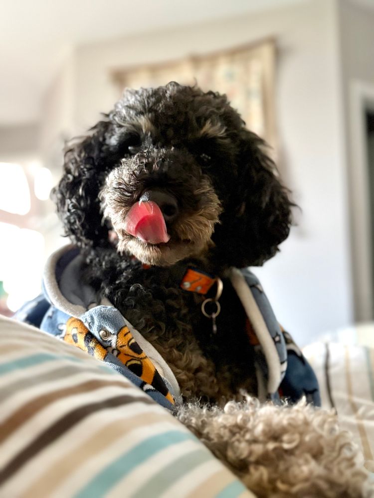 Poodle wearing pjs whose snaps have come undone is lying on the camera person and insisting she get up. His tongue is out. 