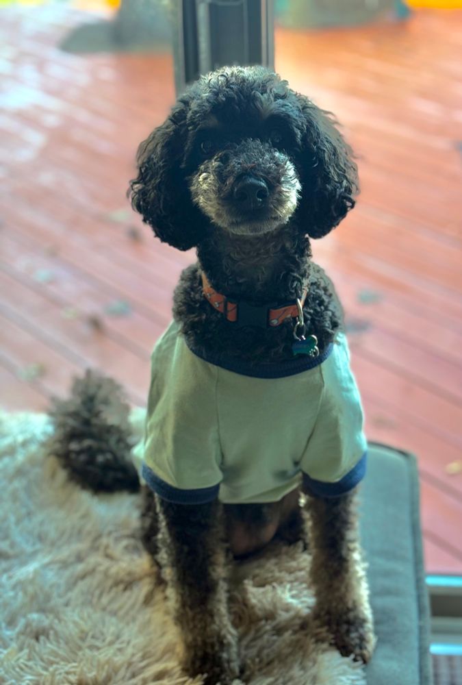 Poodle sits alertly wearing a little boy style shirt in front of the glass door. 