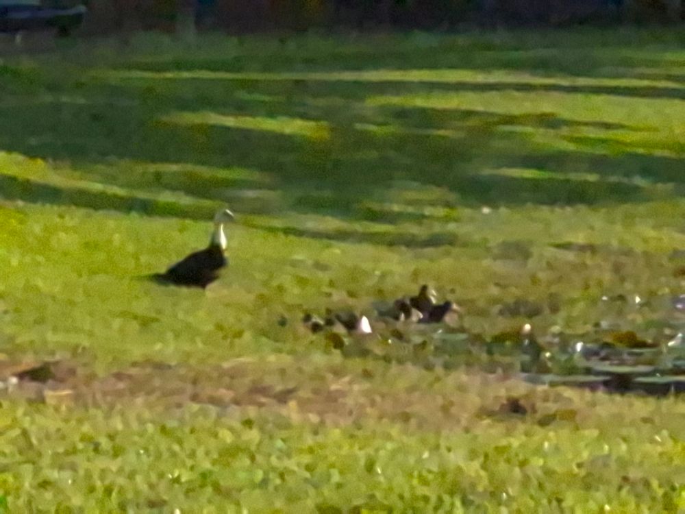 A mother duck and ducklings in grass, smeared by false high shutter and ISO setting, like a painting.
