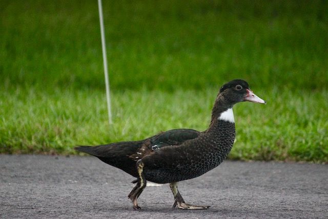 2nd child muscovy duck