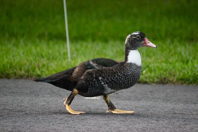 3rd child muscovy duck
