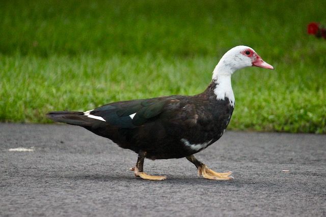 Mother muscovy duck