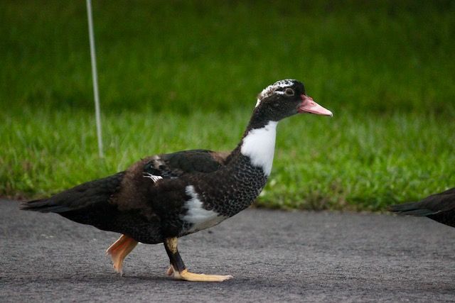 4th child muscovy duck