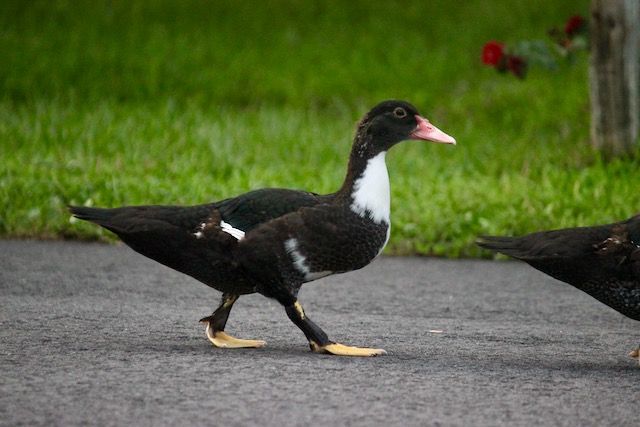 8th child muscovy duck