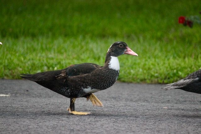 7th child muscovy duck