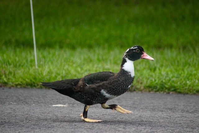 5th child muscovy duck