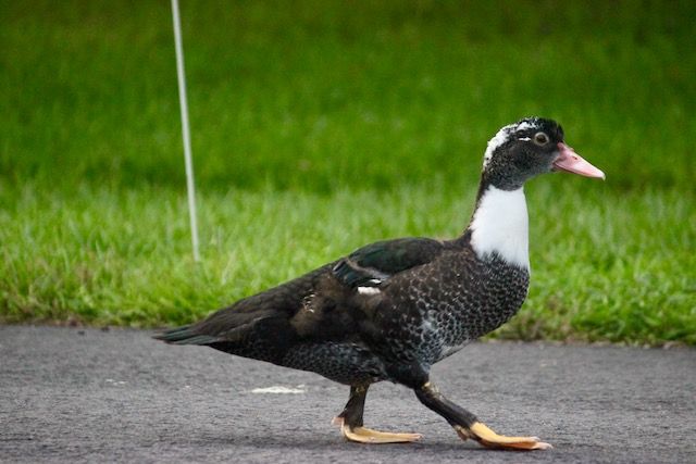 1st child muscovy duck
