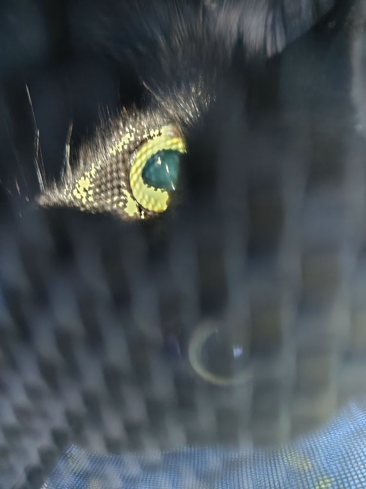 Giles Von Fuzzbutt, a fluffy black cat, looking up through the screen door of his cat carrier