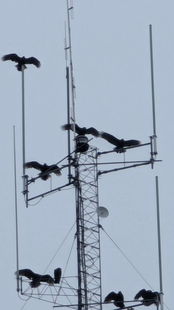 Vultures perched on a radio tower 