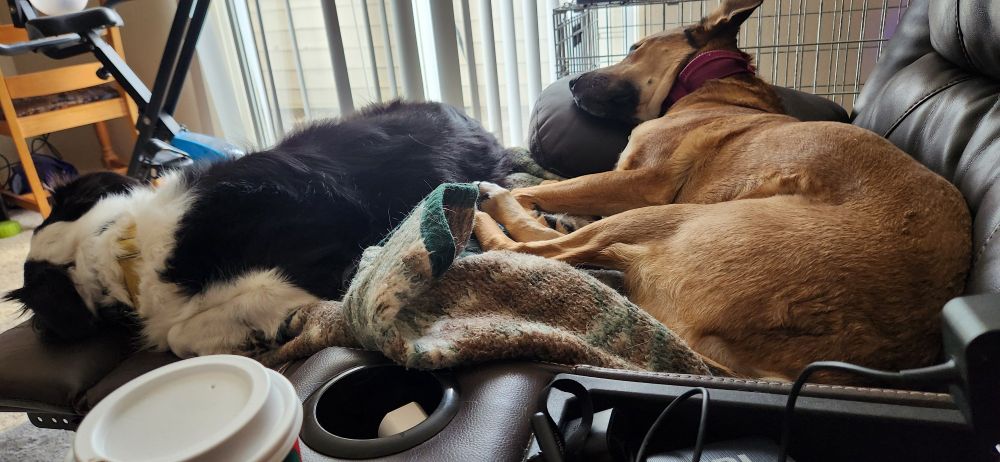 Australian Shepherd and German Shepherd mix cuddling on a recliner together 