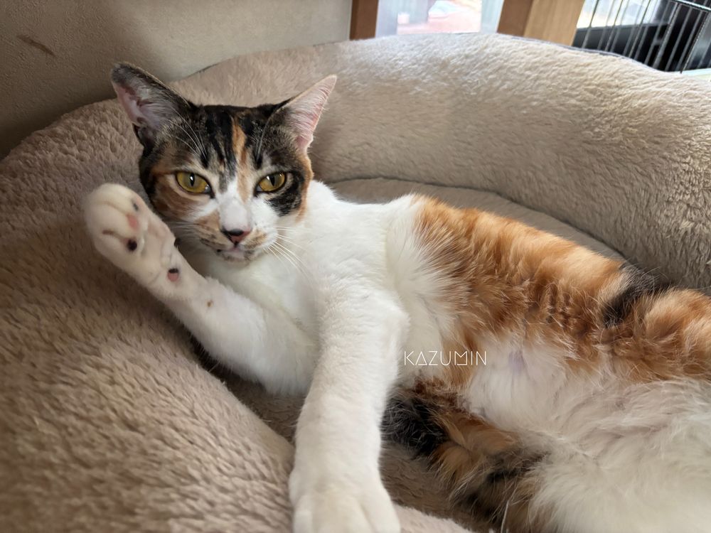 ペットベッドで寝そべって右前脚をあげている三毛猫