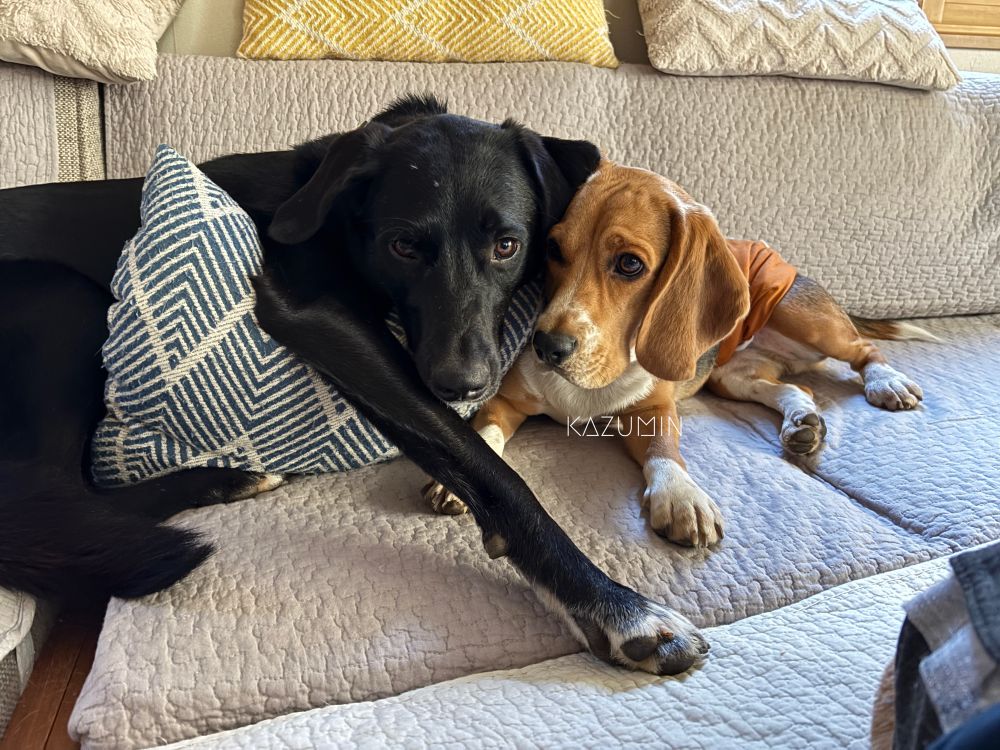 ソファで、黒い毛の大型犬とビーグル犬が顔をくっつけて座っています