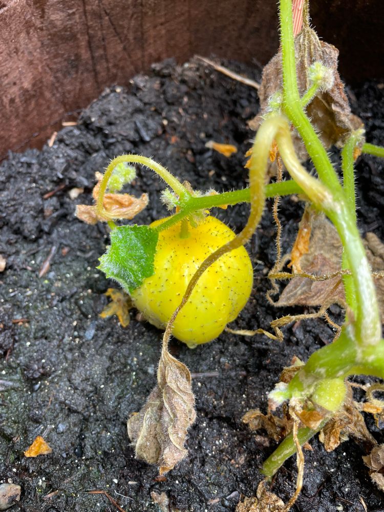 a lemon cucumber being all round and yellow as expected. he’s spiky because he’s not ready yet