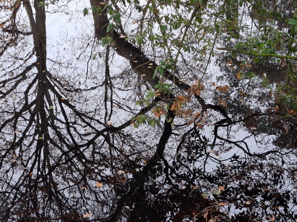 The reflection of a winter tree on the opposite bank of a stream, bare of leaves, with autumn leaves still clinging to the overhanging branches of trees on the near bank.