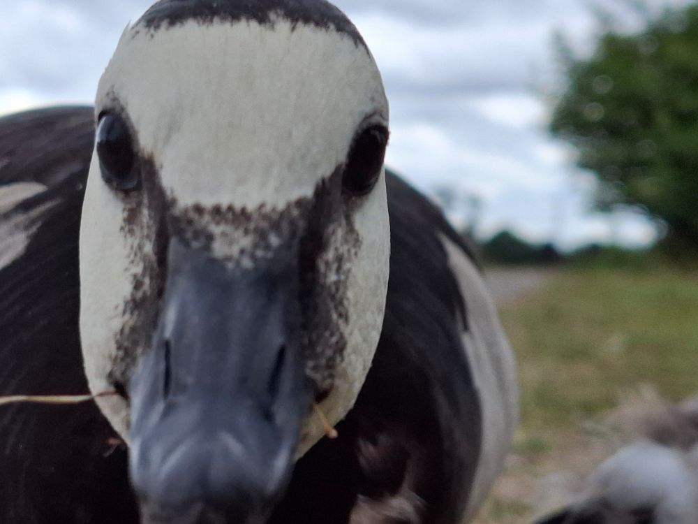 A very close-up photograph of a Barnacle Goose looking quite threatening. 