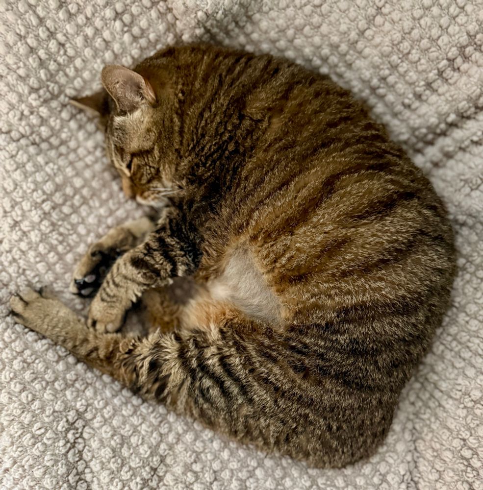 Missy the bobtail sleeping in shrimp position.  