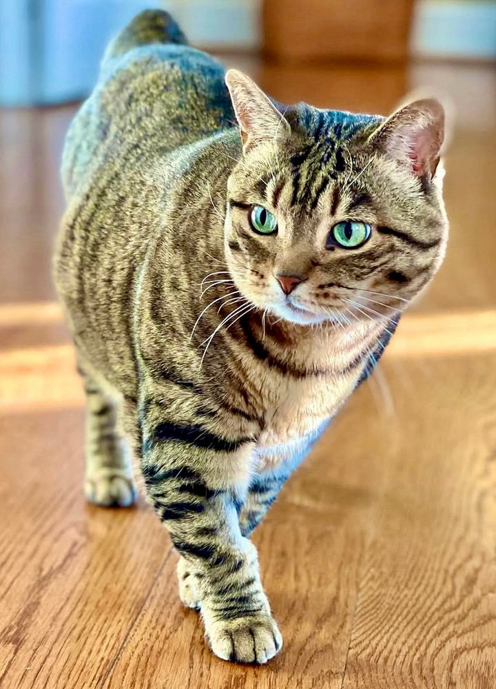 Missy the green eyed bobtail cat taking a walk through the house. 