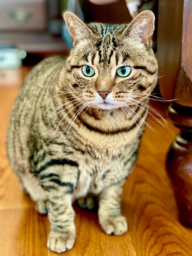 Green eyed Missy the bobtail cat contemplating what mischief she is going to get into in the middle of the night. 