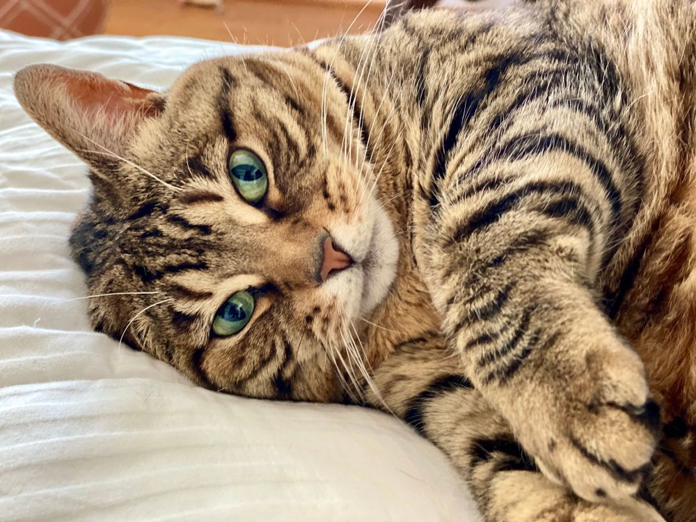 Green eyed tabby getting ready to go to sleep. 💤 