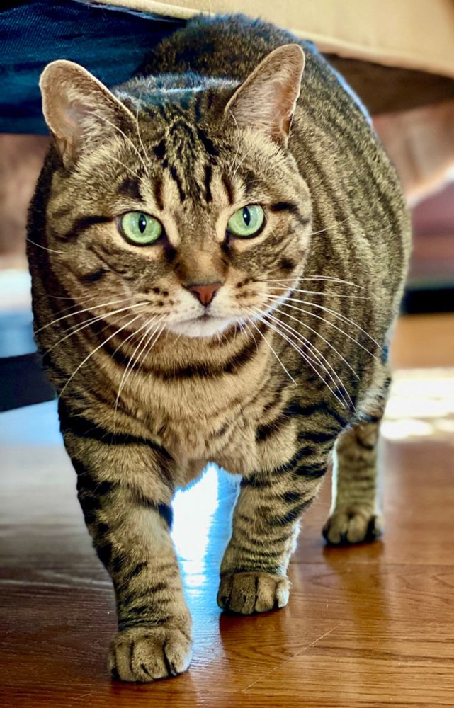 Missy the green-eyed tabby bobtail cat walking into Thursday like a boss. 