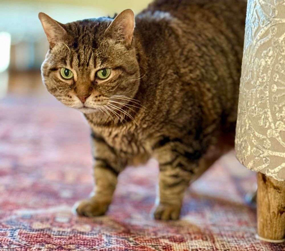 Missy the green eyed bobtail cat staring at the camera while continuing to kick cancer's tail. 