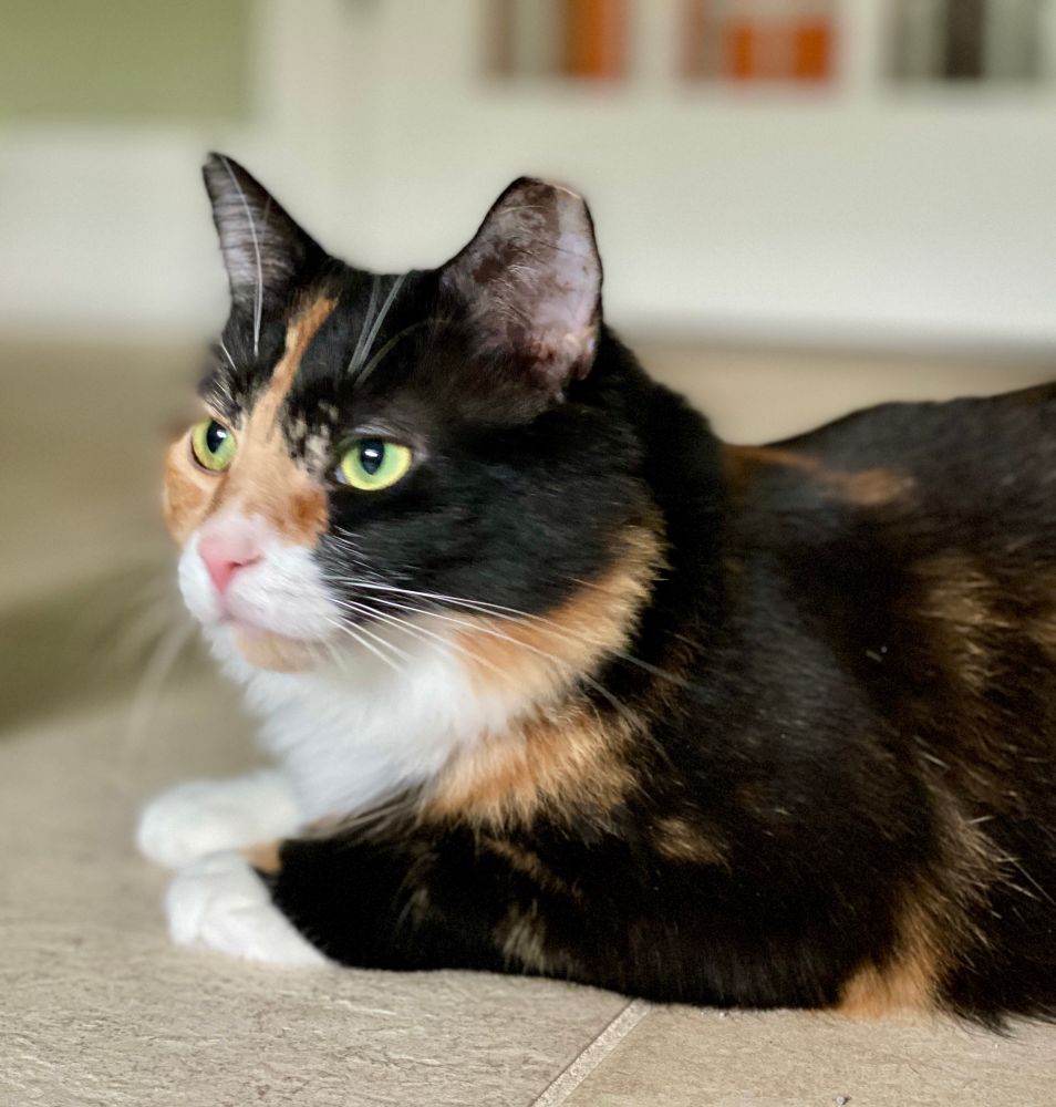 Beautiful Calico, Callie, looking off in the distance with her amazing green eyes. 