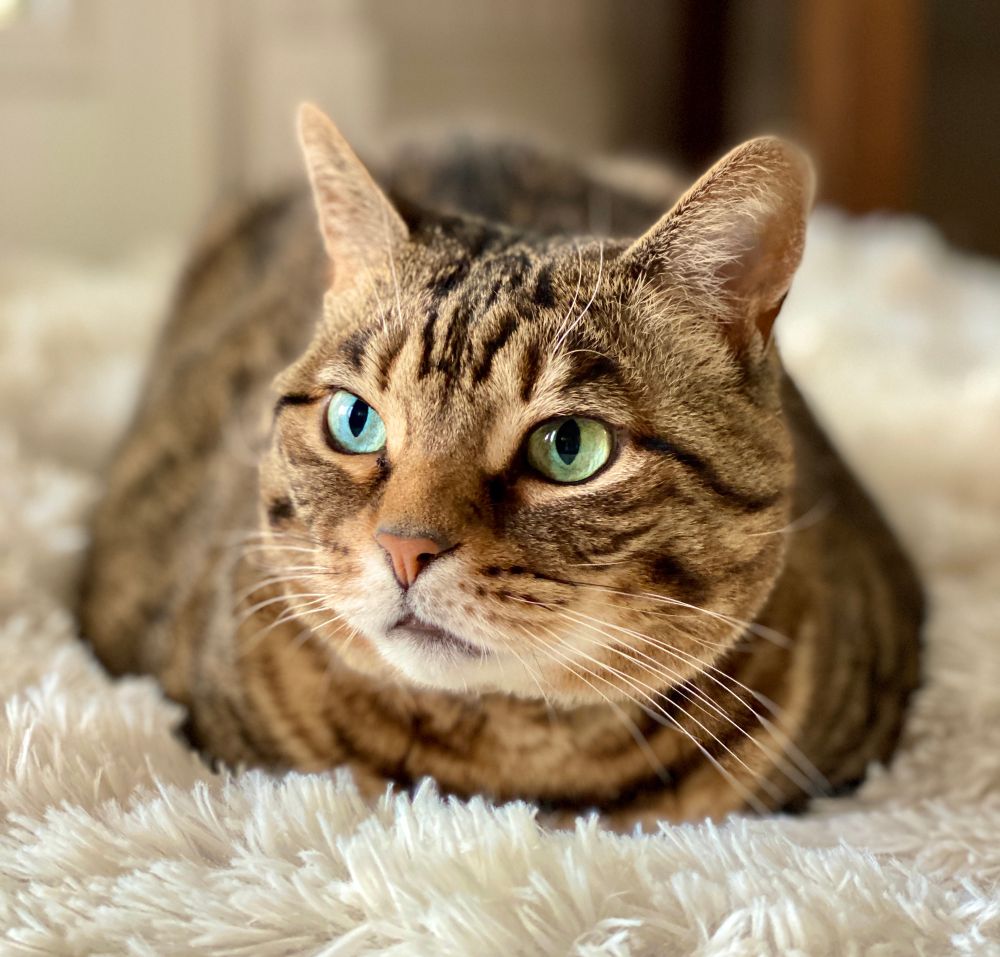 Sweet green eyed bobtail resting on her fur blanket. 