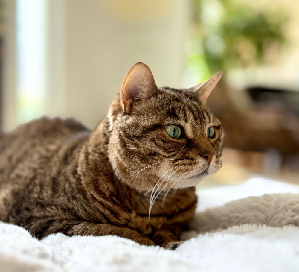 Missy the bobtail getting ready to snooze on her favorite white blanket after chemo appt 