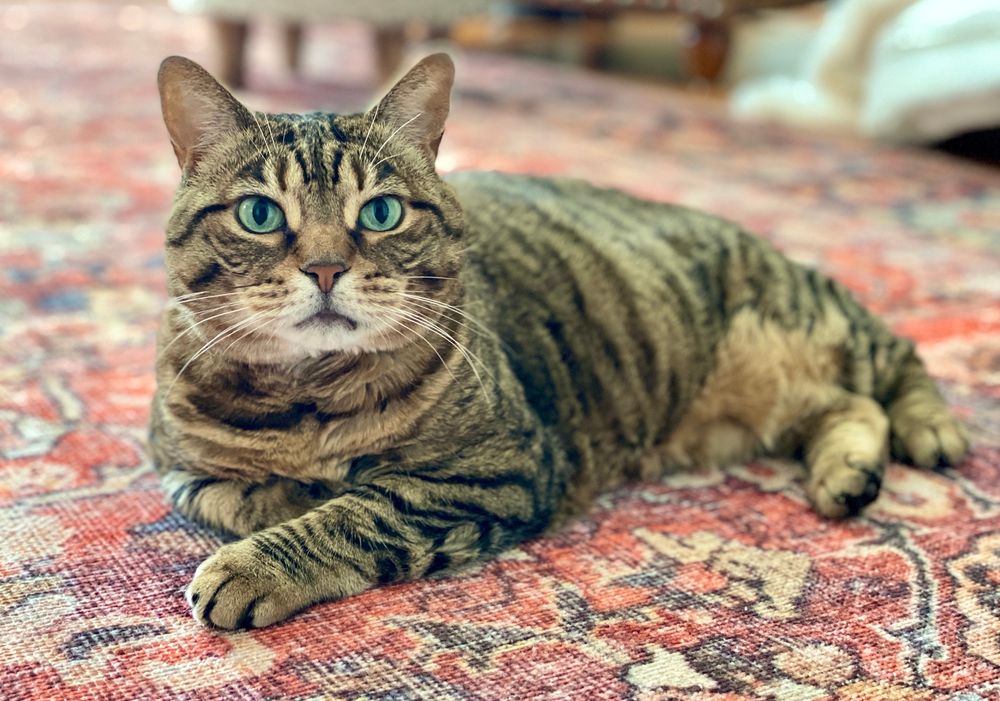 Missy the green eyed bobtail, relaxing on her bedroom rug, after getting a full 8 hours of sleep last night. She got a non-medicine mixed churu for letting momma sleep. 