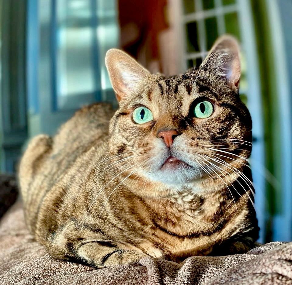 Missy the green eyed bobtail tabby cat laying on the back of a chair while looking off in the distance. The lighting makes her very green eyes even more beautiful. 