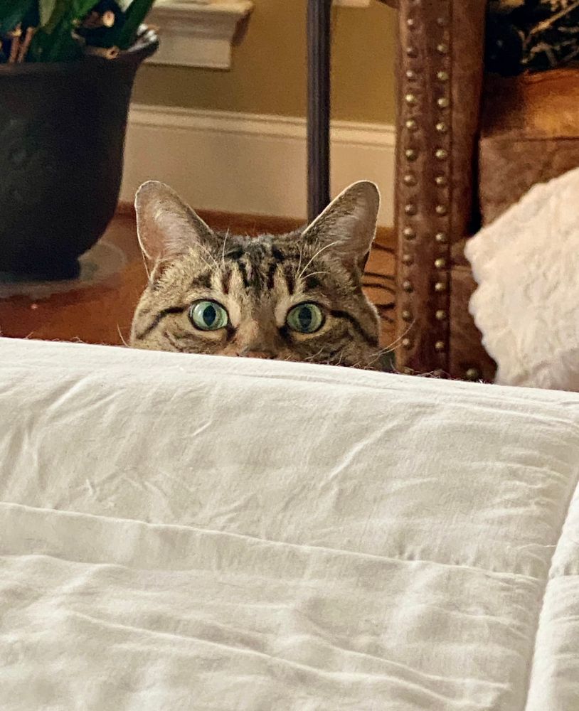 Missy the green eyed bobtail peering over the edge of the bed signaling momma to get more snackums for her. 