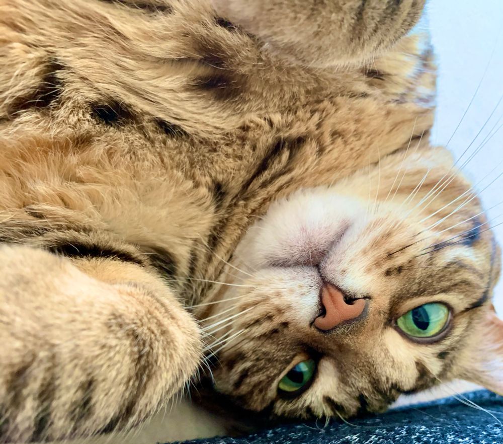 A green eyed Missy the bobtail cat looking at you while her head is upside down. 