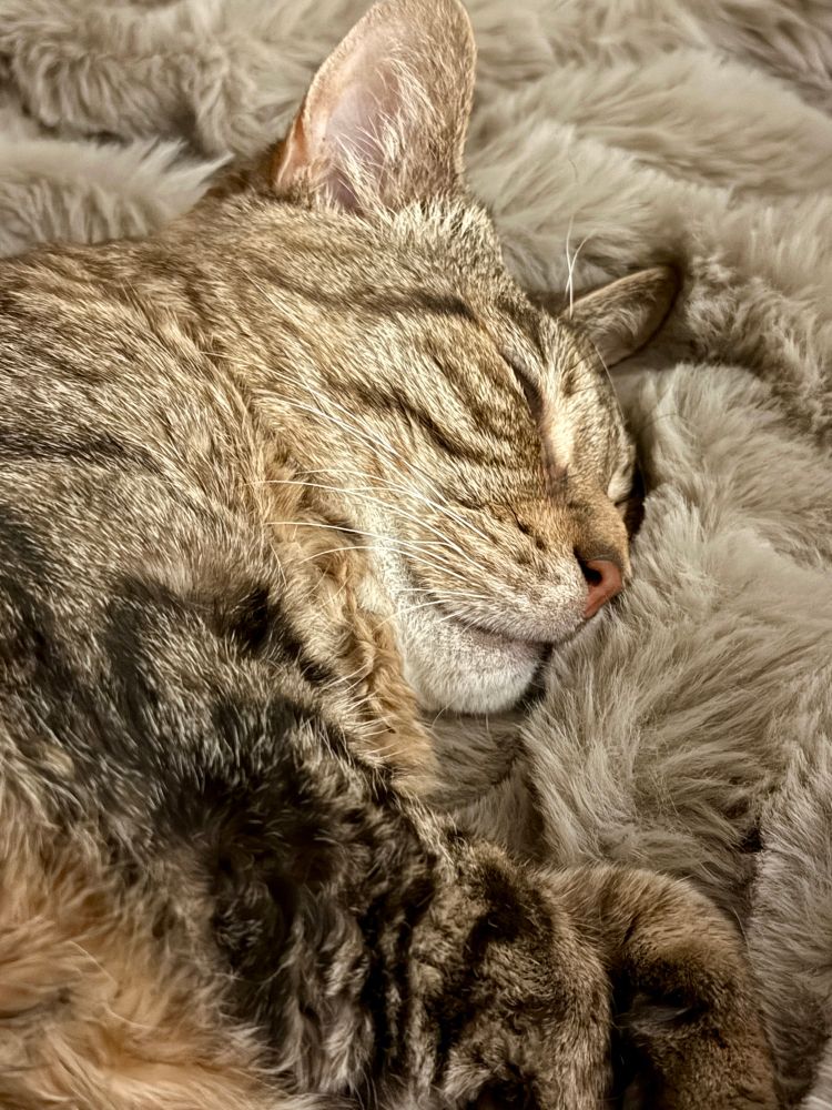 Missy the bobtail tabby is fast asleep on her brown fur blanket. 