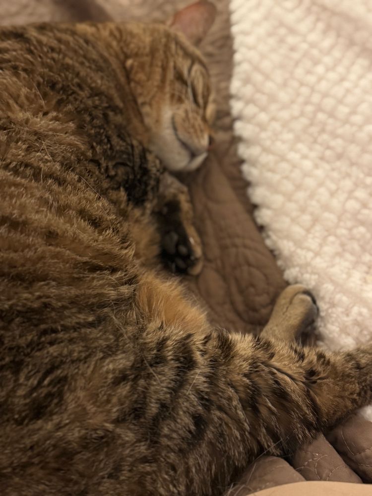 Missy the bobtail tabby is sound asleep and snoring on her mom’s bed. 
