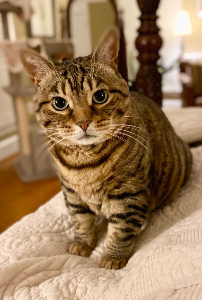 Missy the green eyed bobtail looking accusingly at the camera. 