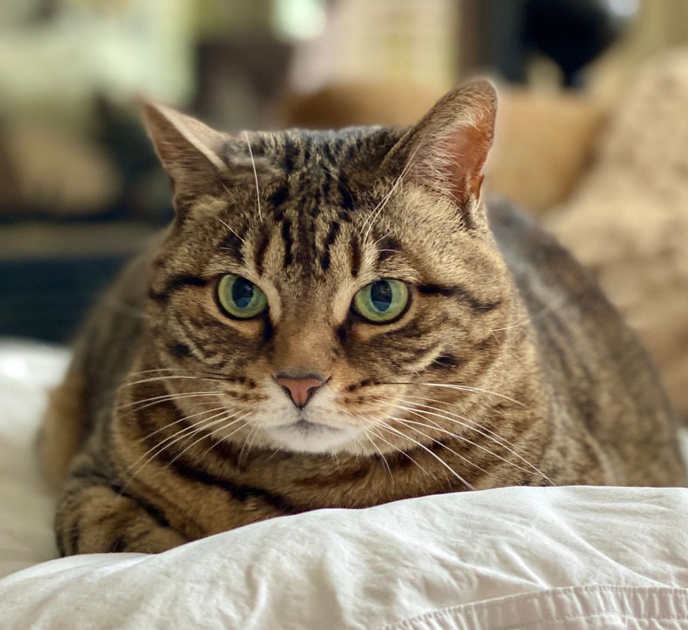 A very fluffy looking Missy the bobtail cat laying on a white blanket and glaring at the camera with her bright green eyes. 