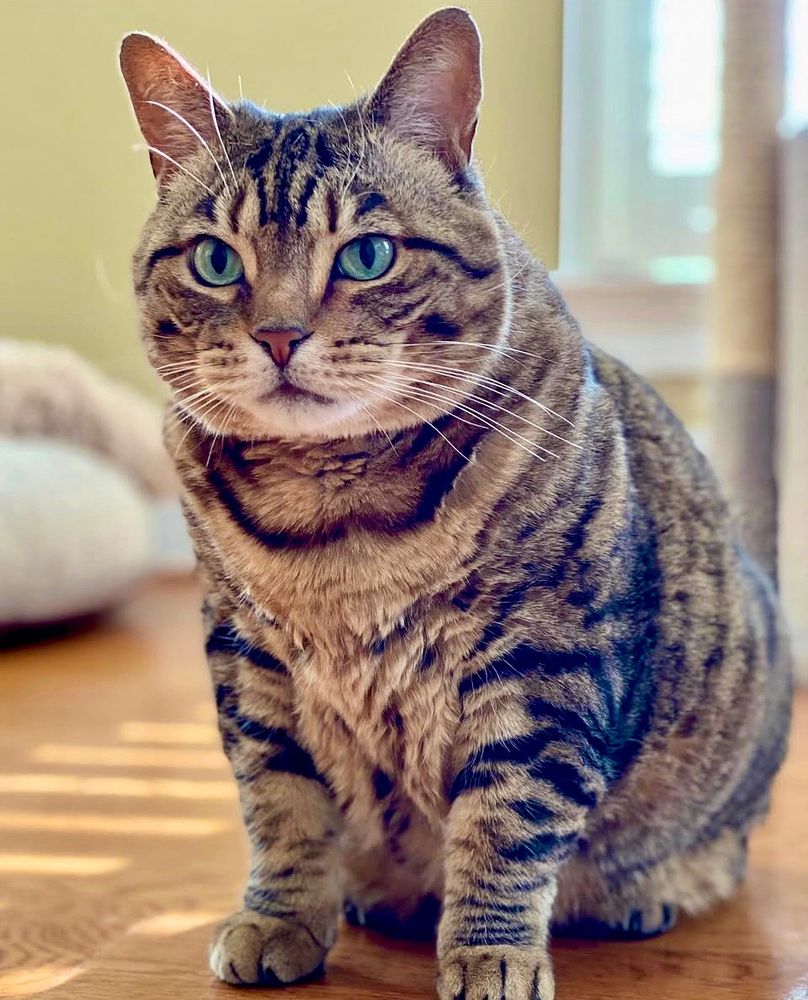 Missy the green eyed bobtail looking annoyed that no one will open the linen closet door so she can see inside.  