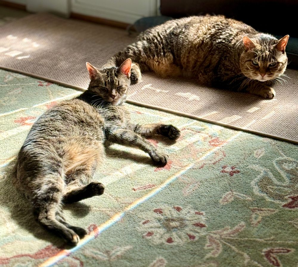Missy and Trouble tabbies catching some sunbeams on the rug by the front door. 
