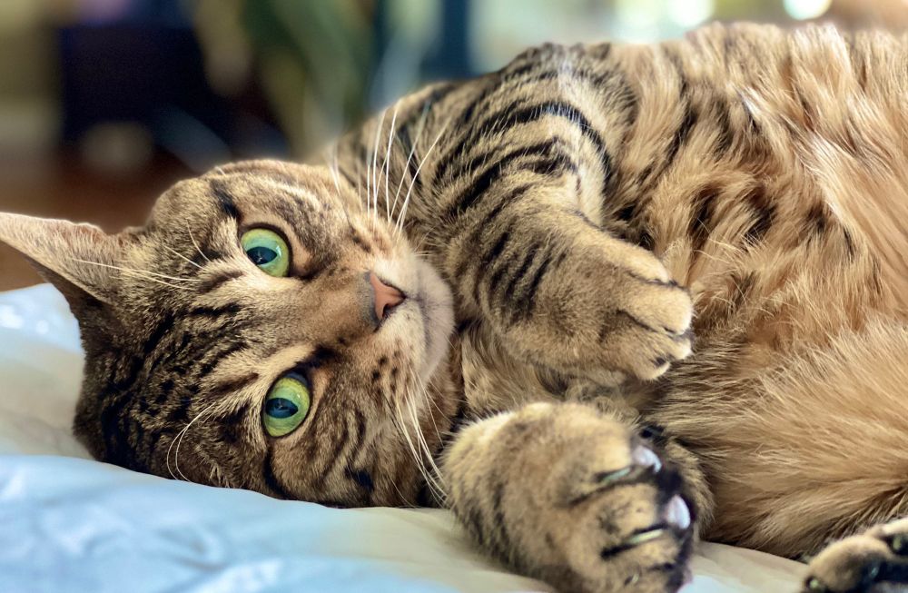 Green eyed bobtail cat laying on her side looking directly at the camera 